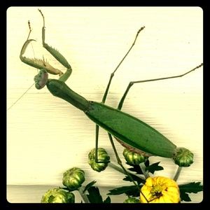 Meet your Posher, Dawn